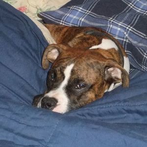 Meet your Posher, Roger